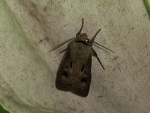 Agrotis exclamationis - felkiáltójeles földibagoly
