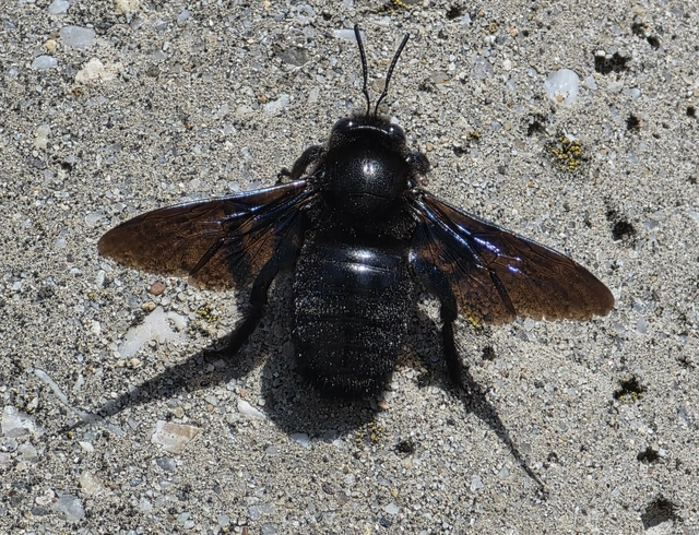 Xylocopa