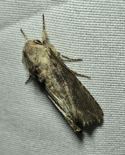 Egira conspicillaris - változékony szürkebagoly