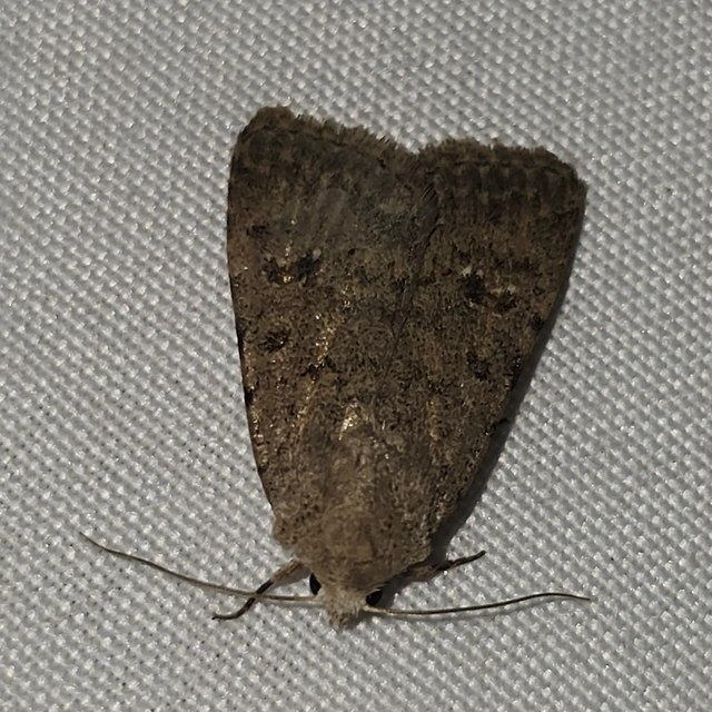 Paradrina clavipalpis - közönséges selymesbagoly