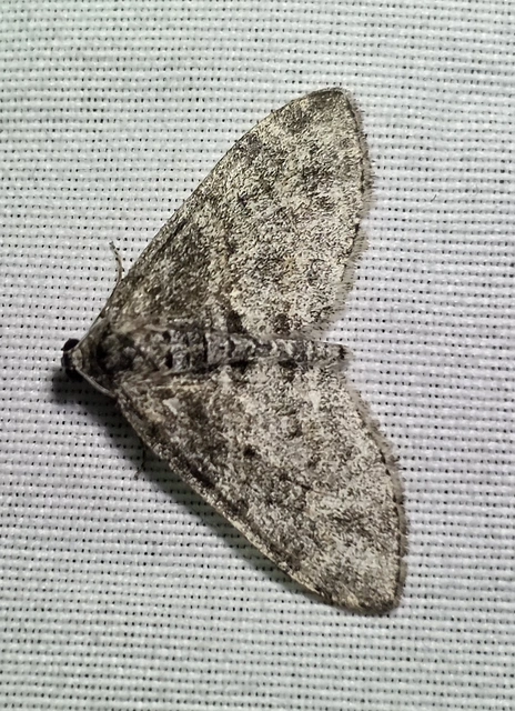Lobophora halterata - szárnyfüggelékes araszoló