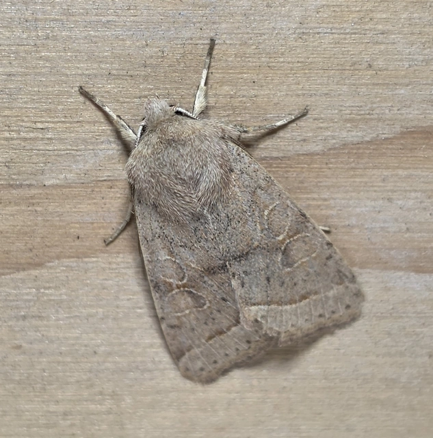 Orthosia cerasi - közepes barkabagoly