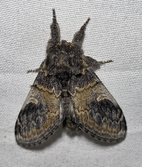 Notodonta tritophus - tarajos púposszövő