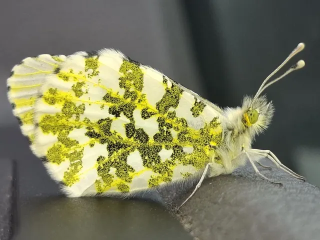 Anthocharis cardamines - hajnalpírlepke