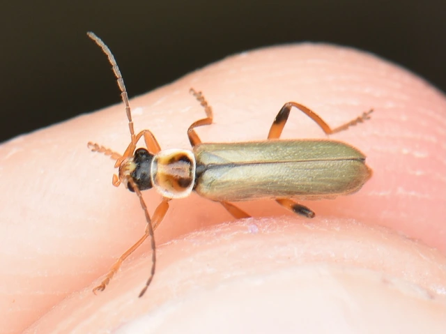Metacantharis clypeata - tavaszi lágybogár