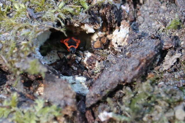 Pyrrhocoris apterus - verőköltő poloska
