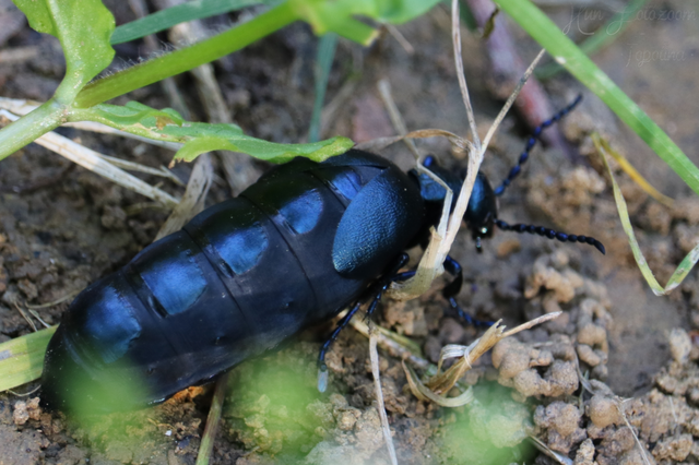 Meloe violaceus - kék nünüke