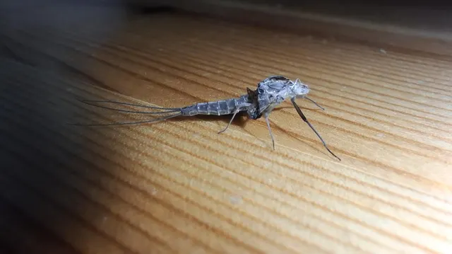 Ephemeroptera - Kérészek