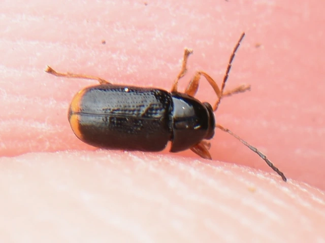 Cryptocephalus chrysopus - sárgavégű zömökbogár