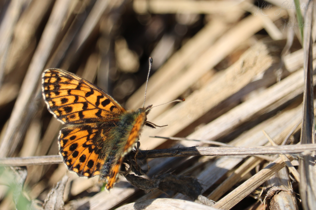 Boloria dia - kis gyöngyházlepke
