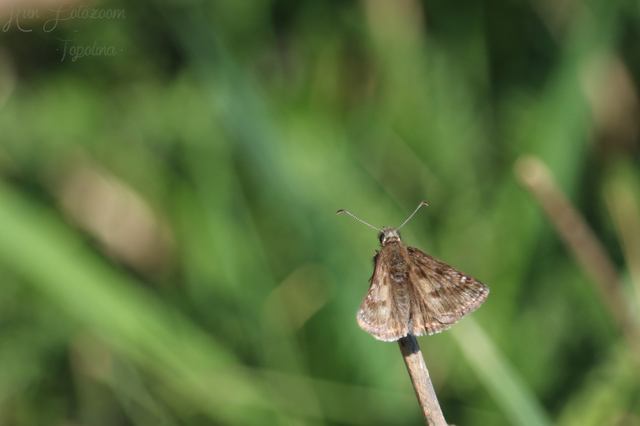 Erynnis tages - cigánylepke