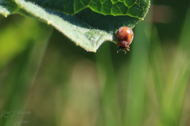 Cynegetis impunctata - pázsitfűböde
