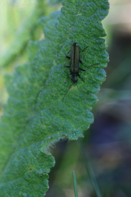 Oedemera