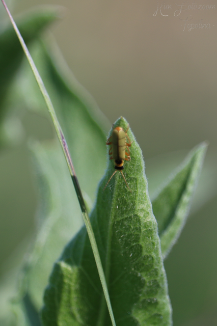 Metacantharis clypeata - tavaszi lágybogár