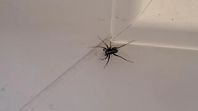 Pardosa alacris/lugubris