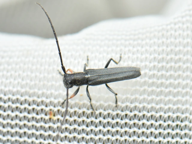 Phytoecia cylindrica - medvelapucincér