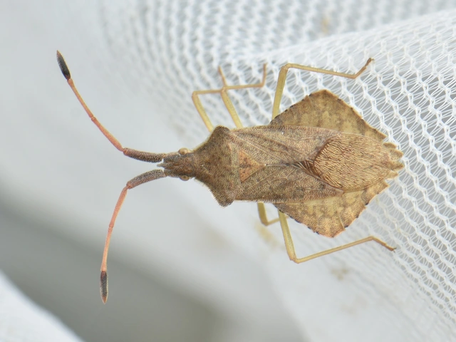 Syromastus rhombeus - vitorlás karimáspoloska