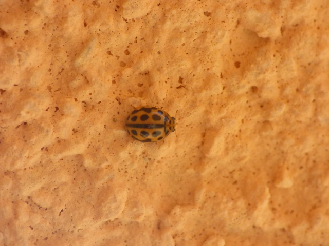 Tytthaspis sedecimpunctata - tizenhatpettyes katica