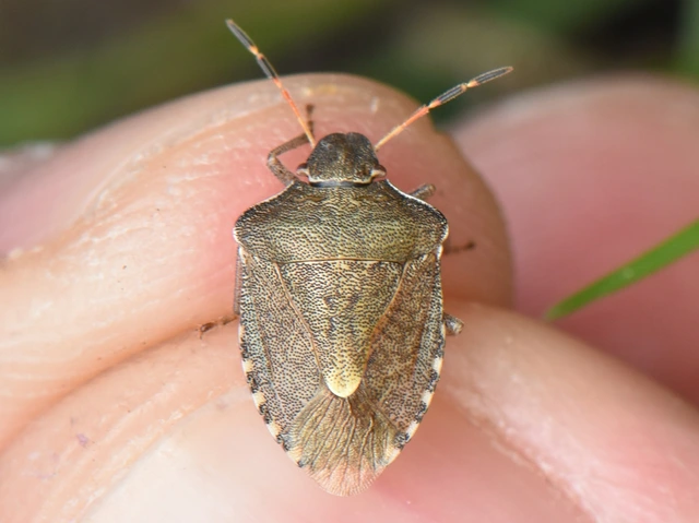 Peribalus strictus - tavaszi címerespoloska