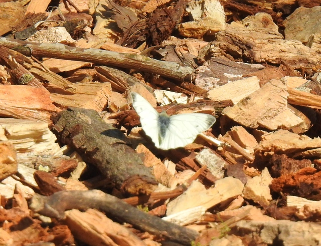 Pieris napi - repcelepke