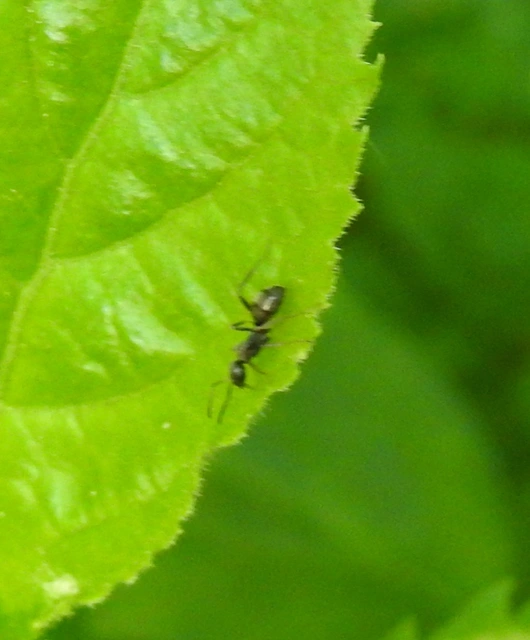 Formica fusca - kormos rabszolgahangya