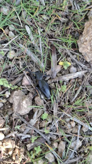Dorcadion aethiops - fekete gyalogcincér
