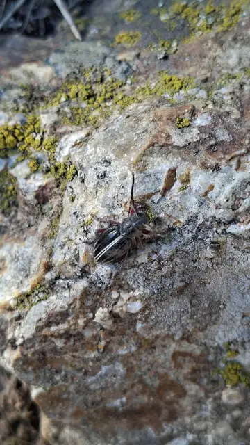 Dorcadion pedestre - kétsávos gyalogcincér Dorcadion pedestre - kétsávos gyalogcincér