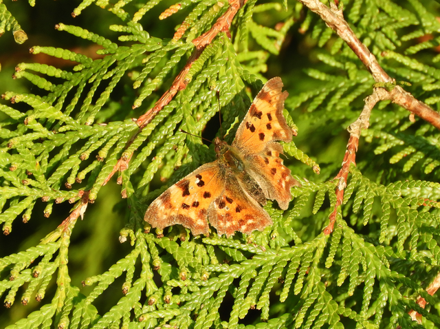 Nymphalis c-album - C-betűs lepke