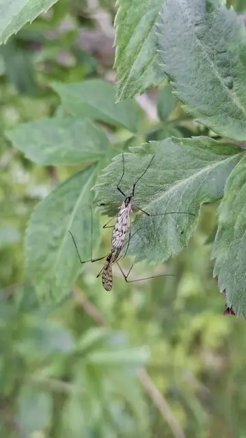 Diptera - Kétszárnyúak
