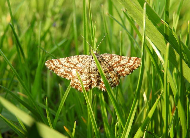 Ematurga atomaria - barna rétiaraszoló