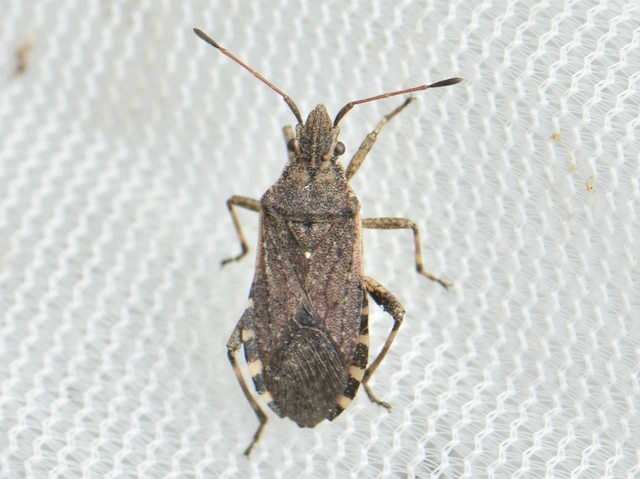 Ceraleptus gracilicornis - tüskéslábú karimáspoloska