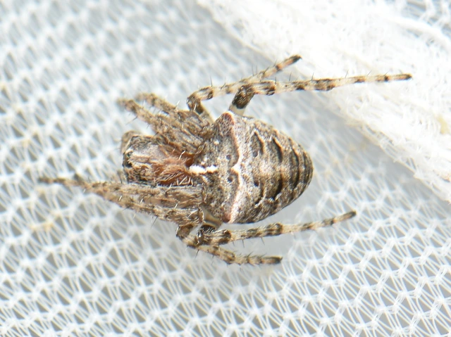 Araneidae - keresztespókok