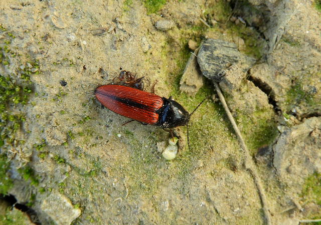 Ampedus sanguinolentus - középfoltos pattanó