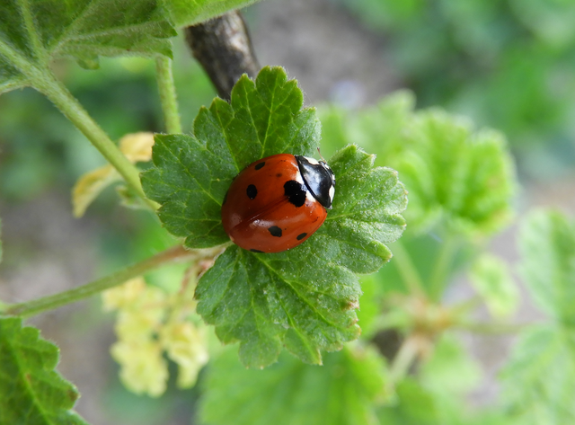 Coccinella septempunctata - hétpettyes katica
