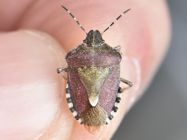 Dolycoris baccarum - közönséges bogyómászó-poloska Dolycoris baccarum - közönséges bogyómászó-poloska