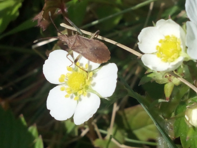 Ceraleptus