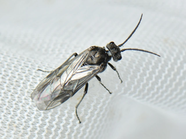Tenthredinidae - valódi levéldarazsak