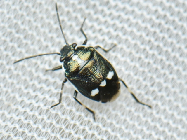 Eurydema oleracea - paréjpoloska Eurydema oleracea - paréjpoloska