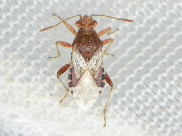 Rhopalidae - üvegpoloskák