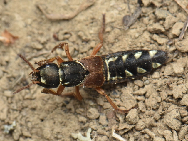 Staphylinus caesareus - aranysujtásos holyva