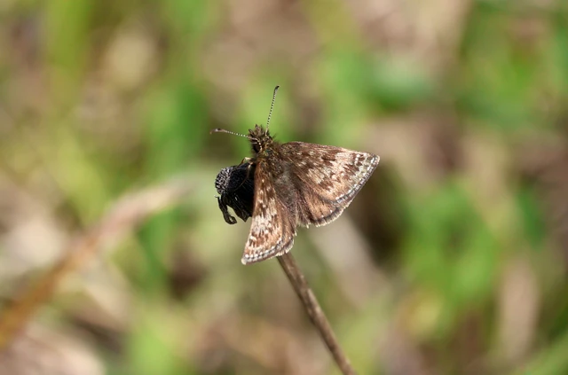 Erynnis tages - cigánylepke