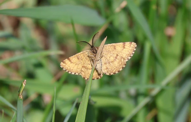 Ematurga atomaria - barna rétiaraszoló