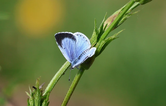 Celastrina argiolus - bengeboglárka