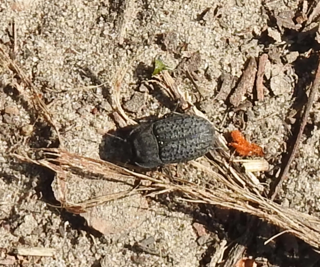 Opatrum sabulosum - sároshátú gyászbogár