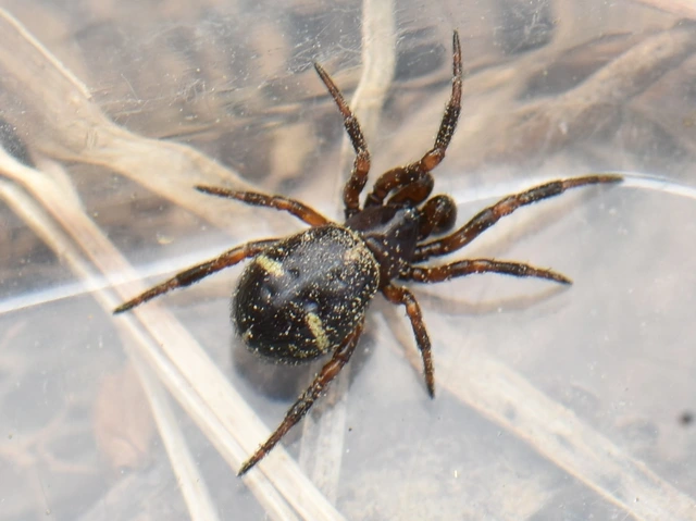 Asagena phalerata