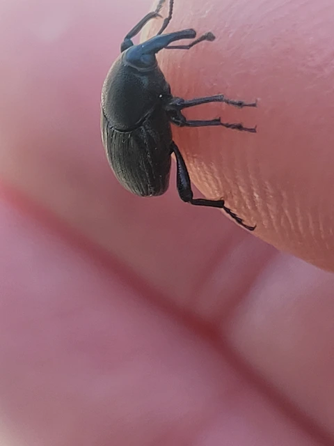 Sphenophorus