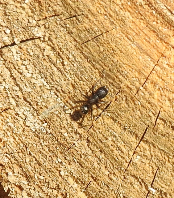 Camponotus vagus - fekete lóhangya
