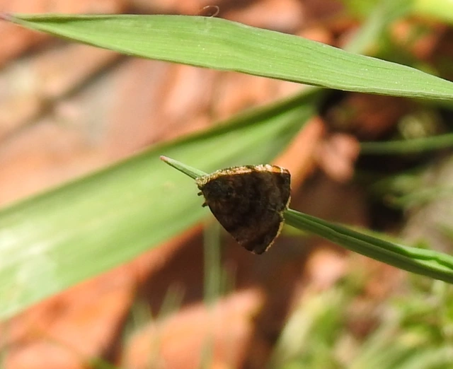 Panemeria tenebrata - apró sárgabagoly