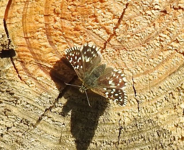Pyrgus malvae - kis busalepke