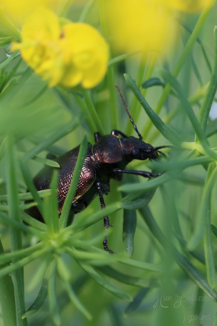 Calosoma inquisitor - kis bábrabló